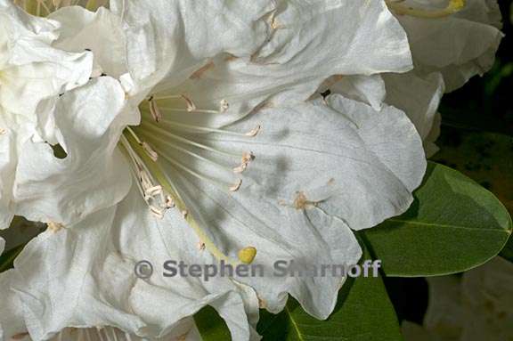 rhododendron decorum subsect fortunea 1 graphic